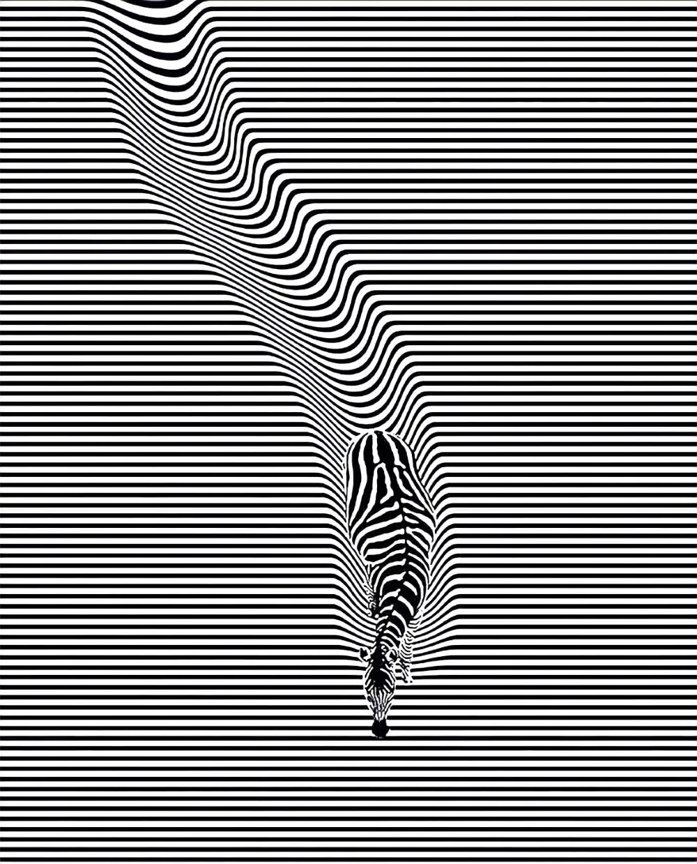 111-Zebra Poster