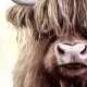 63-Highland Cow Poster